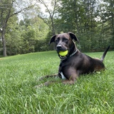 Entry image for Otis