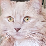 Entry image for Maggie Girl 