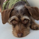 Entry image for Maisie
