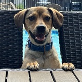 Entry image for Teddy