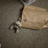 Entry image for Wally 