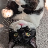 Entry image for Jaspurr