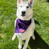 Entry image for Finn
