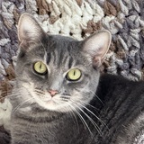 Entry image for Maisy