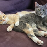 Entry image for Paco & Paisley