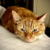 Entry image for Charlie