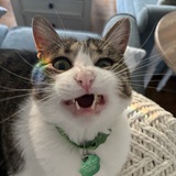 Entry image for Toby