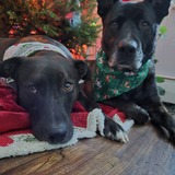 Entry image for Joe and Betty