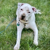 Entry image for Luna