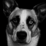 Entry image for Lily