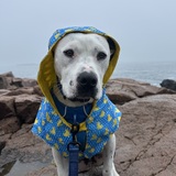 Entry image for Chex