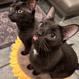 Entry image for Moxie Munchkin & Maui Marshmallow 