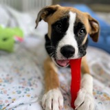 Entry image for Gunner