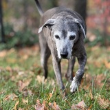 Entry image for Phyllis