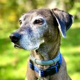 Entry image for Phyllis