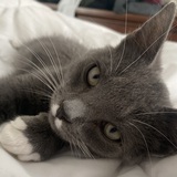 Entry image for Cesar