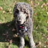 Entry image for Bear Bear