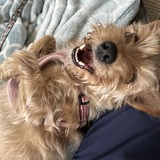 Entry image for LUCY