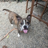 Entry image for Rosie