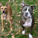 Entry image for Mercy and Dora