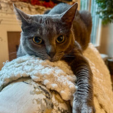 Entry image for Gracie