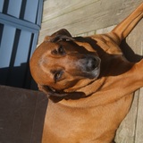 Entry image for Ruger