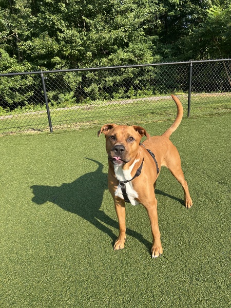 Entry image for Mookie. Clicking this image will show a larger photo