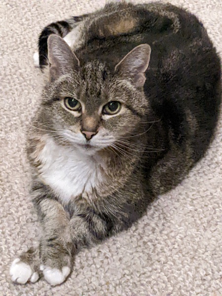 Entry image for Penny. Clicking this image will show a larger photo