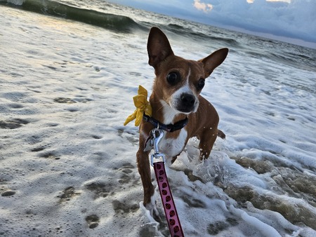 Entry image for Cookie . Clicking this image will show a larger photo
