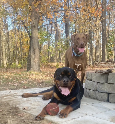 Entry image for Brutus and Chase . Clicking this image will show a larger photo
