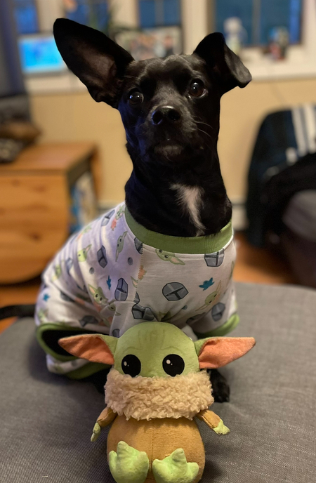 Entry image for Winston. Clicking this image will show a larger photo
