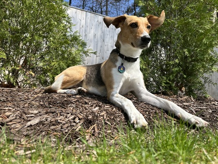 Entry image for Willow. Clicking this image will show a larger photo