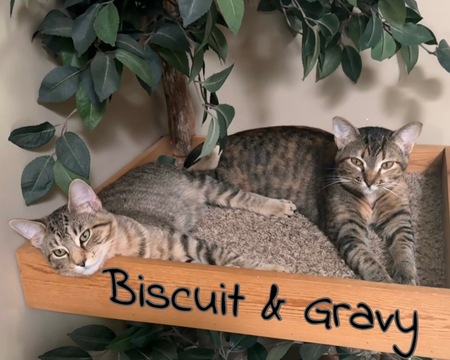 Entry image for Biscuit and Gravy. Clicking this image will show a larger photo