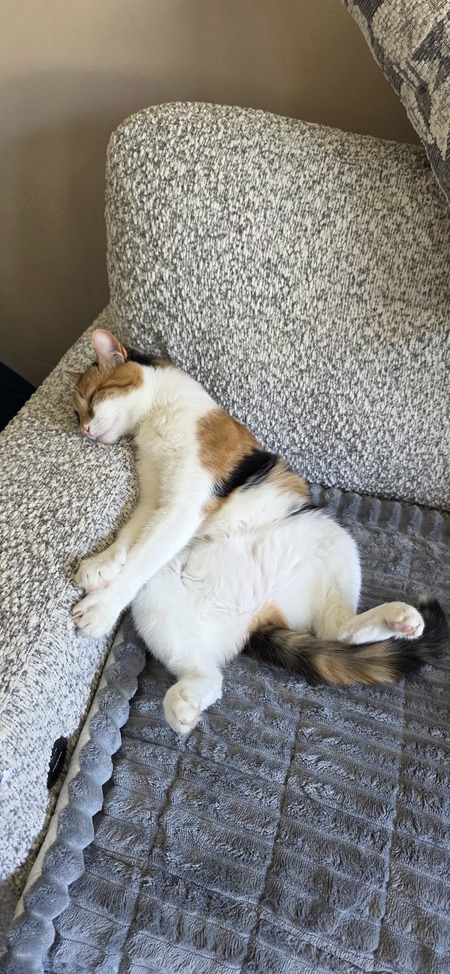 Entry image for Phoebe . Clicking this image will show a larger photo