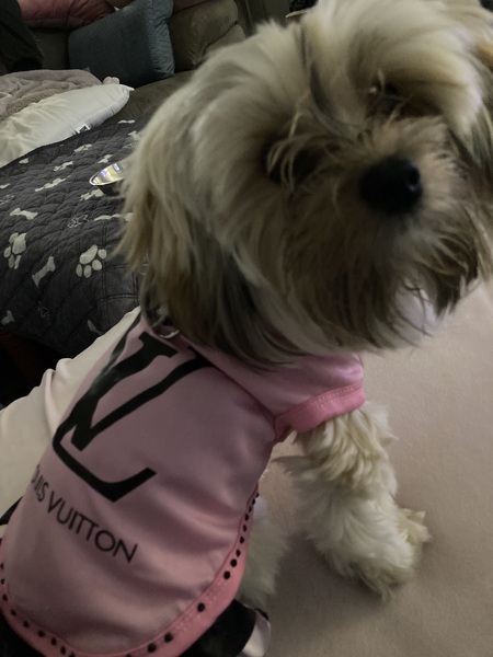 Entry image for Tallulah. Clicking this image will show a larger photo
