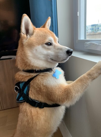 Entry image for Tucker. Clicking this image will show a larger photo