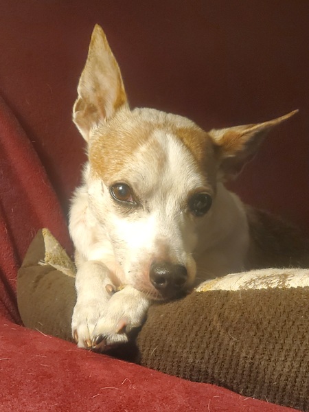 Entry image for Cody. Clicking this image will show a larger photo