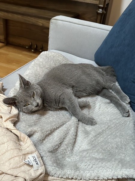 Entry image for Blueberry. Clicking this image will show a larger photo