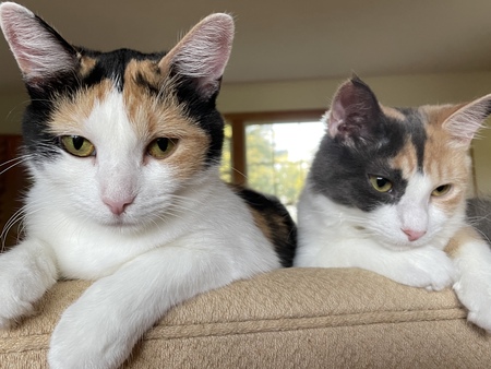 Entry image for Edie and Pinkie. Clicking this image will show a larger photo