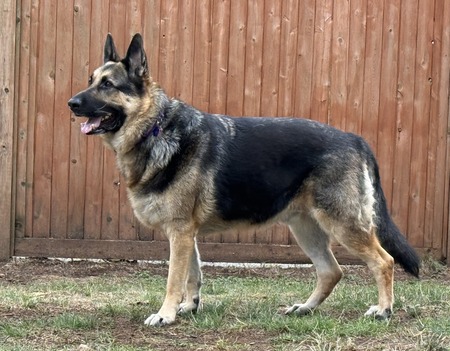 Entry image for Niko. Clicking this image will show a larger photo