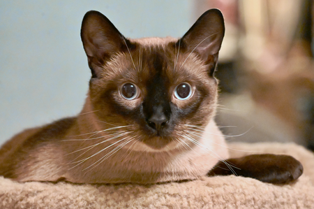 Entry image for Agent Kip. Clicking this image will show a larger photo
