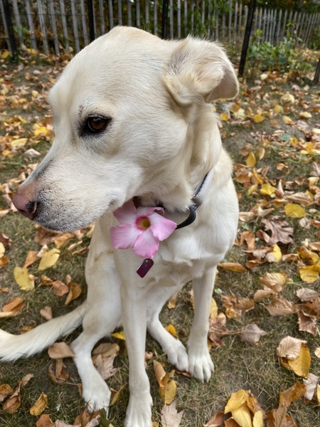 Entry image for Millie. Clicking this image will show a larger photo