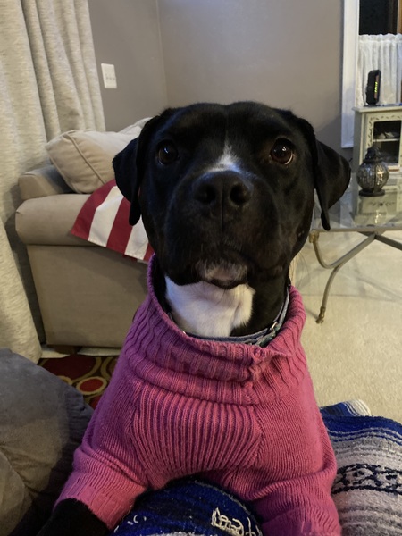 Entry image for Pepper. Clicking this image will show a larger photo