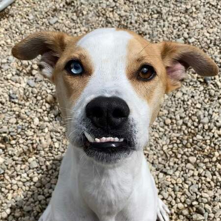 Entry image for Lenny. Clicking this image will show a larger photo
