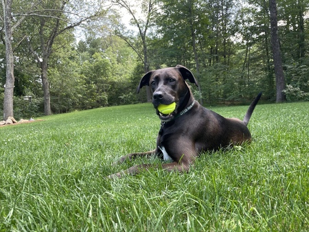 Entry image for Otis. Clicking this image will show a larger photo