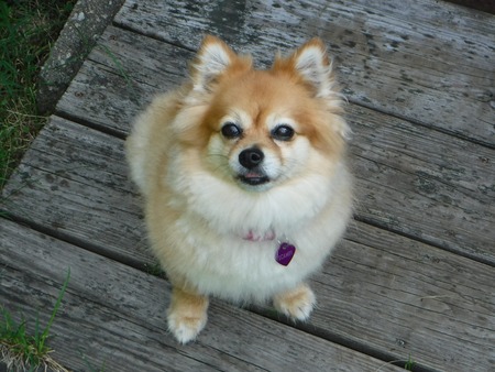 Entry image for Scampi. Clicking this image will show a larger photo