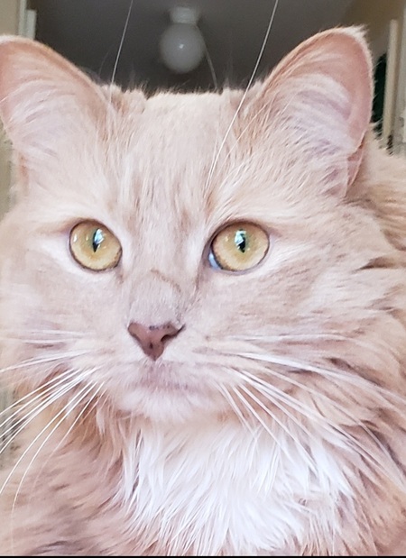 Entry image for Maggie Girl . Clicking this image will show a larger photo