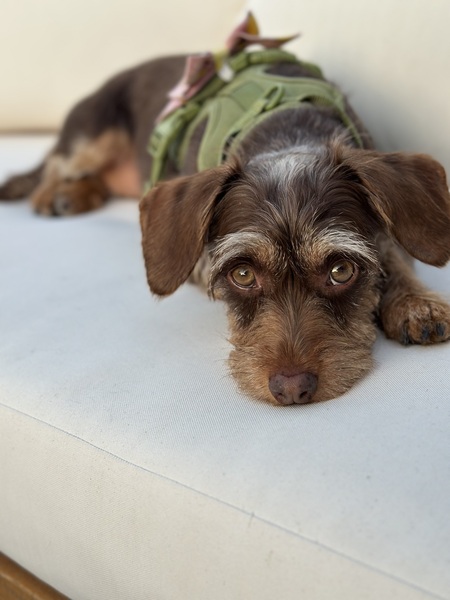 Entry image for Maisie. Clicking this image will show a larger photo