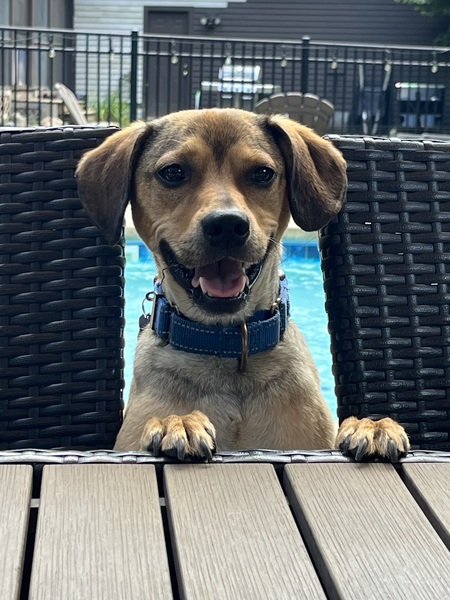 Entry image for Teddy. Clicking this image will show a larger photo