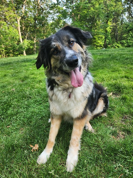 Entry image for Scout. Clicking this image will show a larger photo